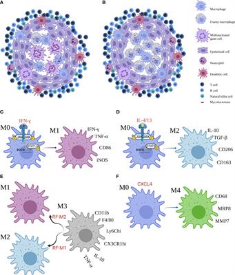 Progress of the Art of Macrophage Polarization and Different Subtypes in Mycobacterial Infection